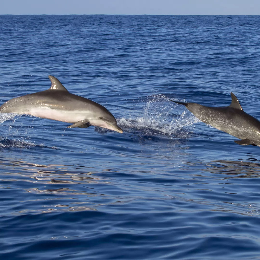 cetacei